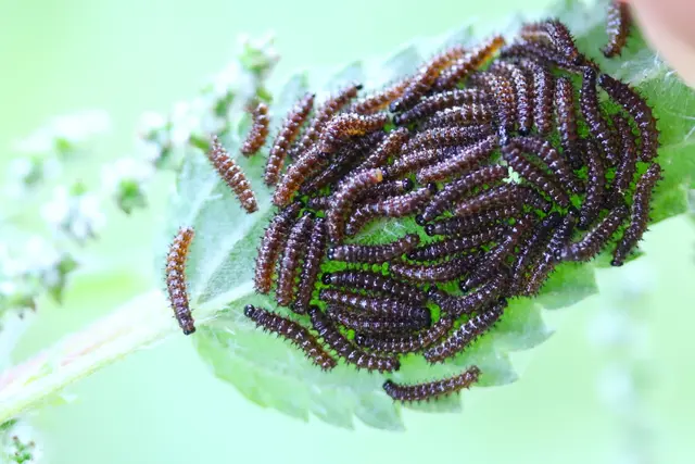 Raupen des kleinen Fuchs, die Brennnesseln mögen.