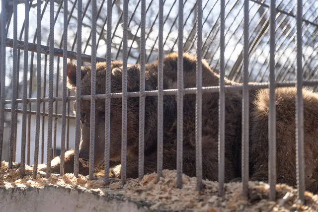 Eine von Dunbars ersten Aktivitäten war es, im Gehege zu graben, um sich ein kleines Nest zu bauen. | Foto: Vier Pfoten