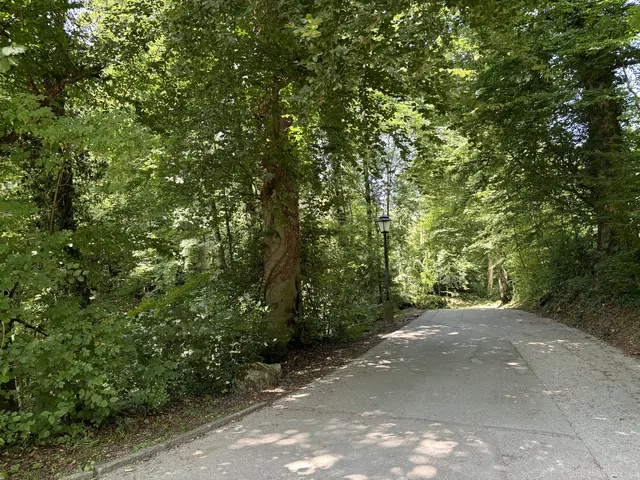Salzburger Stadtwälder: Bäume und Grünflächen werden in Zukunft immer wichtiger, um an heißen Tagen Abkühlung zu finden. Hier auf dem Mönchsberg
| Foto: Lisa Gold