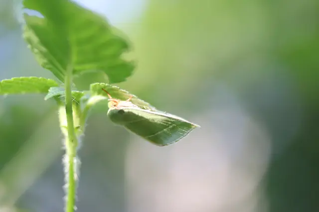 Gut getarnt war dieser Schwärmer/Nachtfalter
