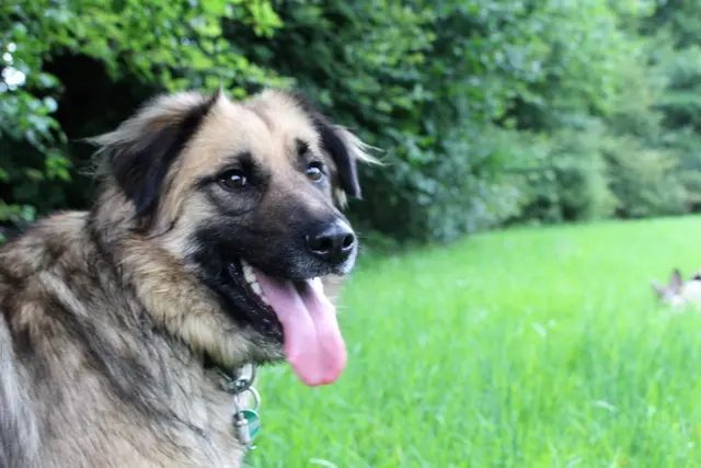 Der nun Älteste: Edwynn (Geschenk des Himmels), welcher auch im öffentlichen Raum brav bei Fuß gehen würde, würde ich dies denn machen. Die Leine hängt stets durch. | Foto: Rebekka Sadiki-Peckary