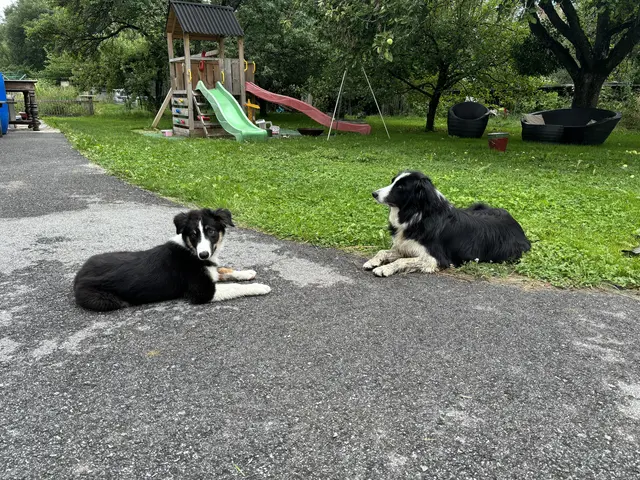 Marley und Rocky beobachten mit Argusaugen, was die vier so treiben. | Foto: Kern