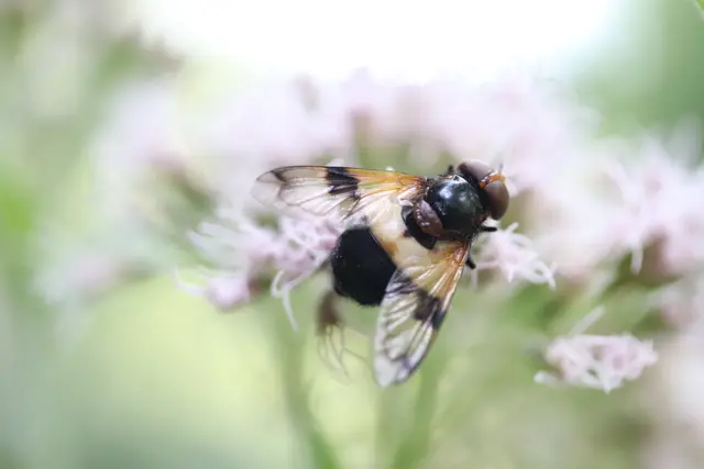 Hornissenschwebfliege