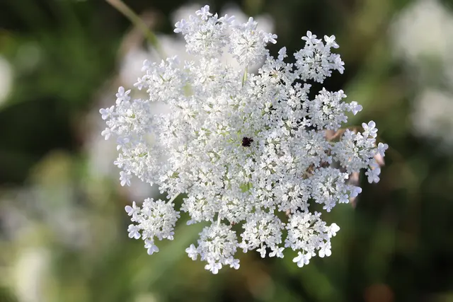 "Mohrenblüte" oder "Scheininsekt"
 nennt man auch den mittigen Punkt, dieser 
wilden Möhre.