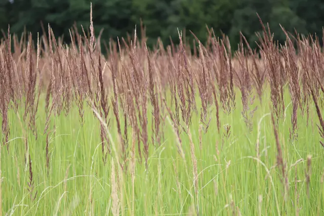 Besonders schön finde ich Gräser die sich im Wind
"wiegen"