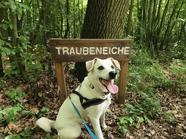 Immer mit Leine (zu ausgeprägter Jagdinstinkt) Nahla.  | Foto: Rebekka Sadiki-Peckary