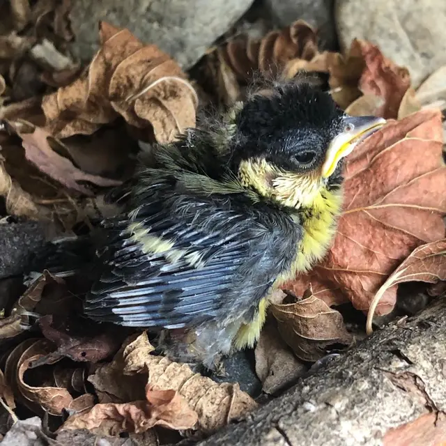 Die rund um die Uhr erreichbare Organisation setzt sich unermüdlich für Tiere in Not ein. | Foto: Tierhilfe Steiermark