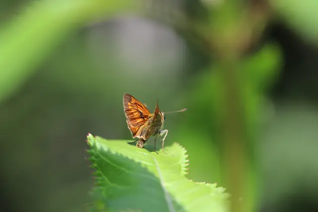 Rostfarbiger Dickkopffalter
