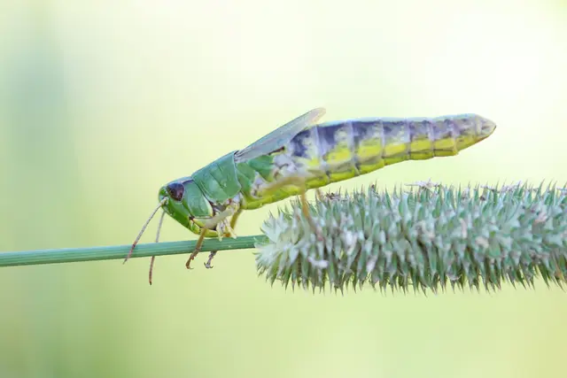 Jö, wer bist du den?
Dürfte auch ein gemeiner Grashüpfer sein .


