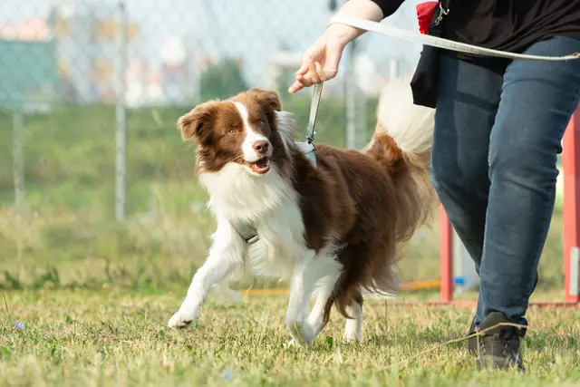 Der Start der offiziellen Kurse in Kärnten ist für das Frühjahr 2026 geplant. (Symbolfoto) | Foto: stock.adobe.com/at/TeamDF 