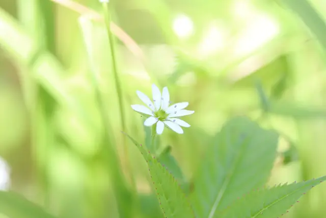 Jede noch so kleine Blume ist ein Wunder.