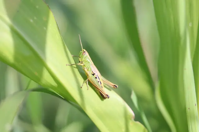 Gemeiner Grashüpfer (Weibchen)