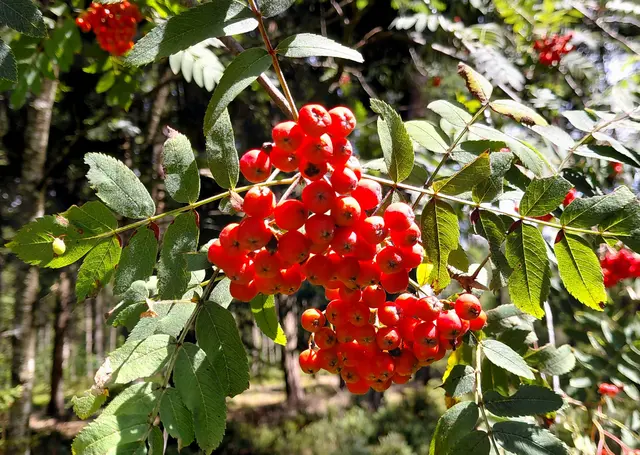 Vogelbeeren | Foto: H.Bachinger