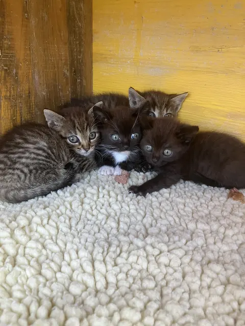 Die Kätzchen warten auf ein  neues Zuhause  | Foto: Verein Dogs Cats &more