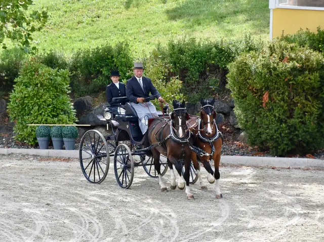 Gerald Rössler vom Reit- und Fahrverein Poppendorf überzeugte auch bei den Österreichischen Meisterschaften in St. Margareten und holte sich den Vizestaatsmeister-Titel.  | Foto: Rita Walter
