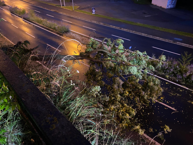 Der Baum war von einer Begleitstraße auf die Bundesstraße gestürzt und blockierte dort den Verkehr. | Foto: FF Kapfenberg Diemlach