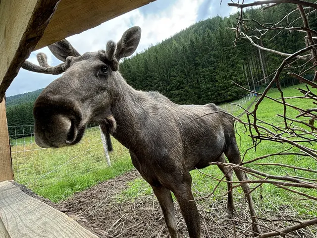 Brutus hat eine Schulterhöhe von rund zwei Metern und wiegt an die 700 Kilogramm. | Foto: Angelika Kern