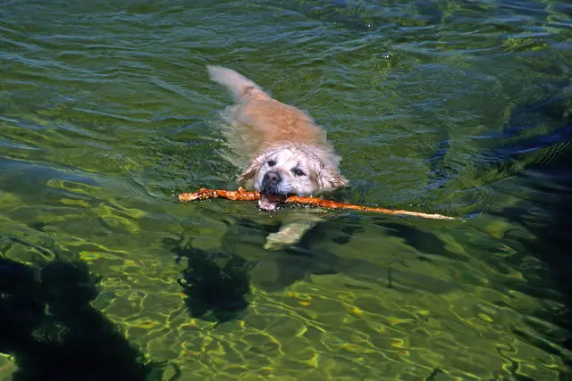 Abkühlung an heißen Tagen: Auch Hunde lieben das Wasser.  | Foto: PantherMedia/www.naturbildarchiv.de