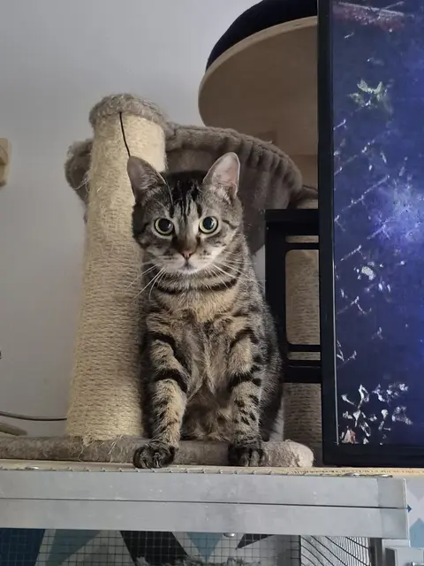 Pebbels, ein getigertes Katzenmädchen, ist die Sensibelste der Gruppe. | Foto: TSV Katzfatz