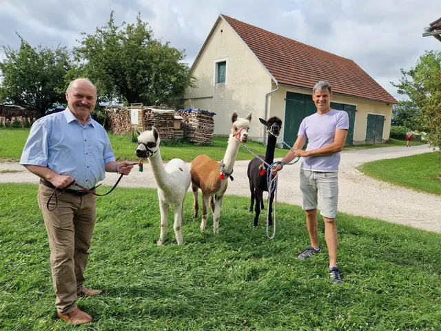 Bürgermeister Ulrich Flotzinger und Hannes Luhamer freuen sich über die gelungene Ferienpassaktion mit den Alpakas Amaru, Diabolo und Harlekin.