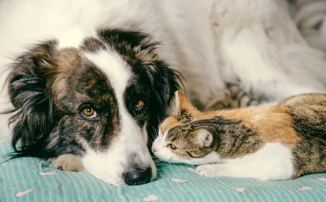 Ein Haustier bringt nicht nur Freude, sondern auch Verantwortung über Jahre mit sich. | Foto: Adobe Stock