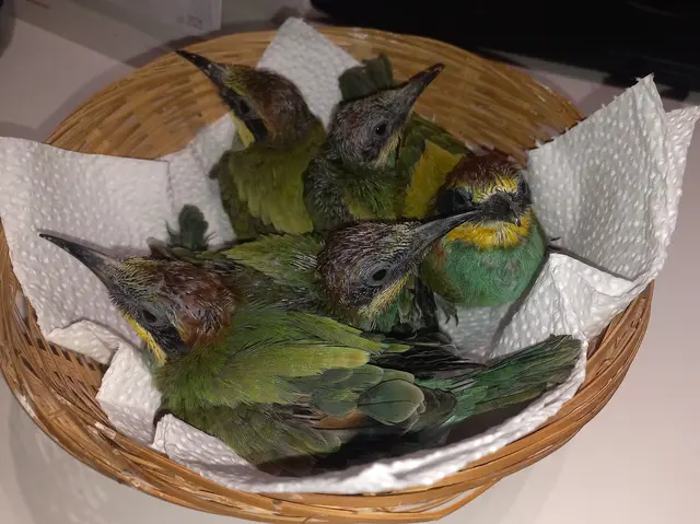 Nest mit fünf Bienenfresser-Babys bei Baggerarbeiten im Marchfeld ausgehoben | Foto: VIER PFOTEN