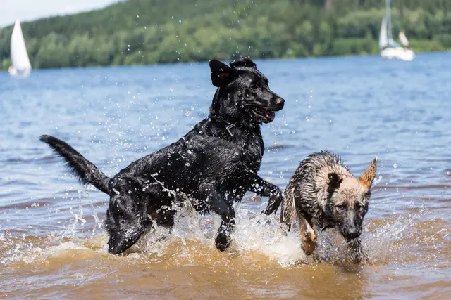 Wassererlebnis für Hunde: In einigen Seen in Tirol ist das Baden mit Hunden erlaubt.  | Foto: Alfred Hofer