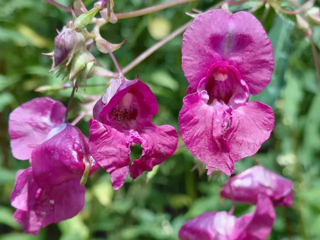 Verdrängt leider die heimischen Pflanzen ! | Foto: H.Bachinger