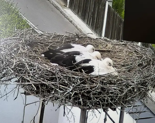 Bei schlechtem Wetter gehen auch unsere Jungstörche in Deckung. | Foto: Mario Abl