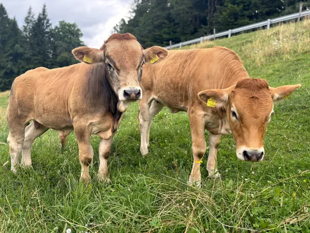 Heimische Bäuerinnen und Bauern sichern nicht nur die Lebensmittelversorgung, sondern auch Artenvielfalt. | Foto: Michl