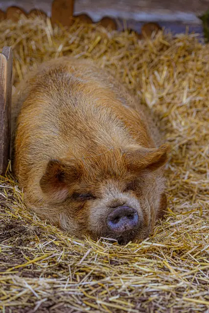 Die entzückenden Kunekune-Schweine ziehen in ein neues Areal mit Offenstall um. | Foto: Stadt Wels