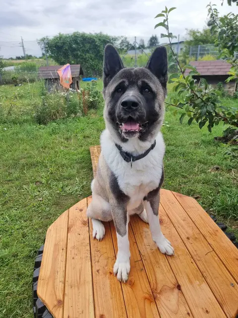 Foto: Tierheim Ternitz