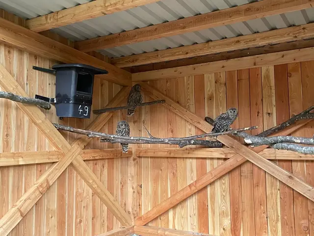 Drei junge Habichtskäuze aus dem Alpenzoo in Innsbruck hatten Anfang Juli einen großen Umzug vor sich.  | Foto: Alpenzoo