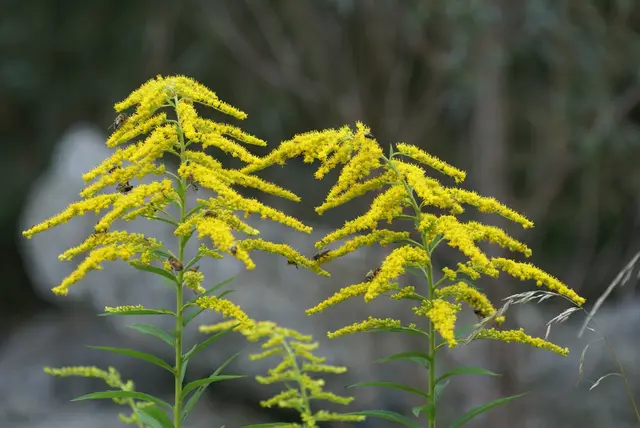 Die kanadische Goldrute gehört bitte nicht in den heimischen Garten, sondern sollte fachgerecht vernichtet werden. | Foto: Pagitz