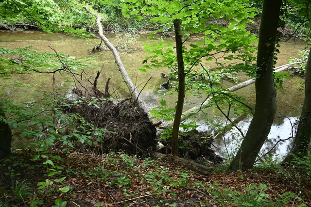Baumstämme liegen noch quer im Flussbett