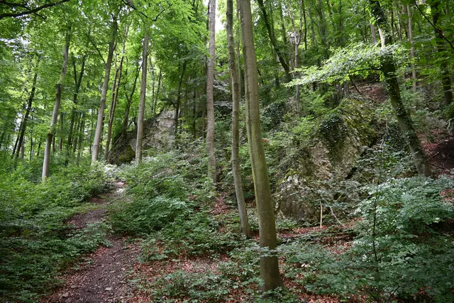 Felsig