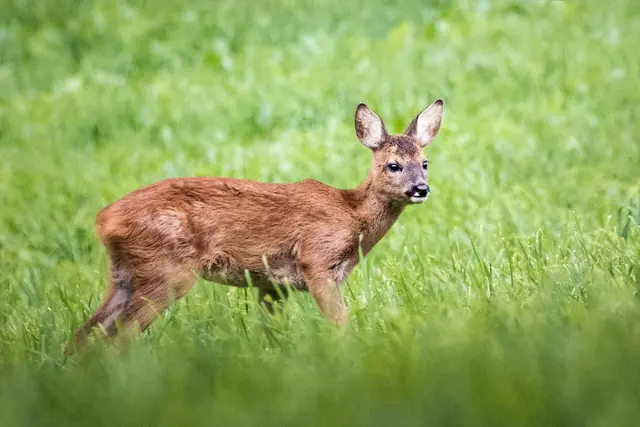 Im Bezirk Weiz verursachte ein Reh einen Autounfall. | Foto: Elena Königshofer (Regionautin)
