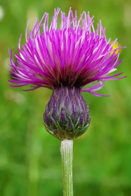 Die Ungarische Kratzdistel. | Foto: Patrick Hacker
