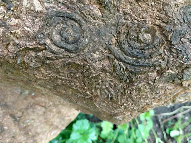 Fossilien im Kalkstein (Berchtesgasner Trias) | Foto: H.Bachinger