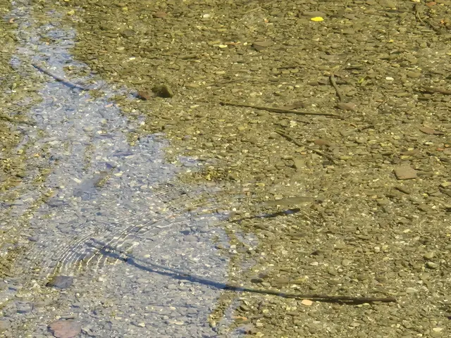 Kleine Fische
