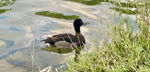 In den Wiener Parks, wie dem Wasserpark in Floridsdorf, fühlen sich auch viele Vogelarten wohl. | Foto: Sarah Marie Piskur / MeinBezirk