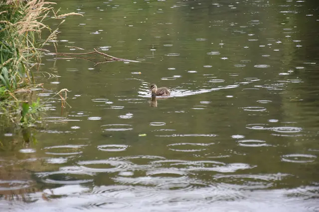 Teilweise regnet es in Niederösterreich, im Bergland ist die Wahrscheinlichkeit am höchsten. | Foto: Julia Mang - Symbolbild