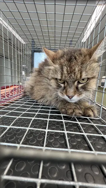Dieser Kater sucht einen neuen Freigangplatz. | Foto: TSV Katzenjammer