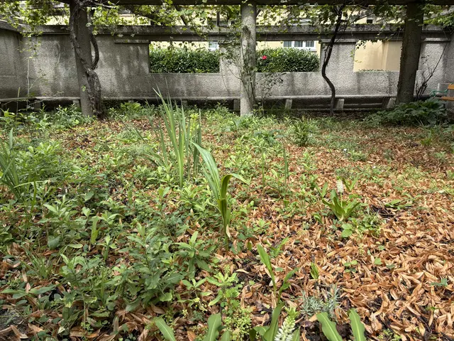 Hauptsächlich wächst hier jetzt Unkraut. | Foto: Michael Marbacher/MeinBezirk