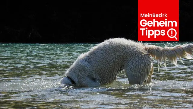 Hundebadeplätze in Oberösterreich. Hier darf sich auch der hitzegeplagte Vierbeiner im Wasser so richtig austoben. | Foto: kai