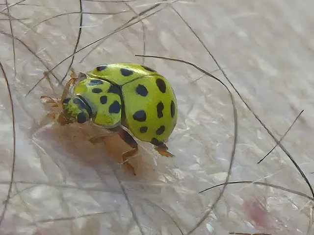 Käfer entdeckt. | Foto: Herbert Ziss