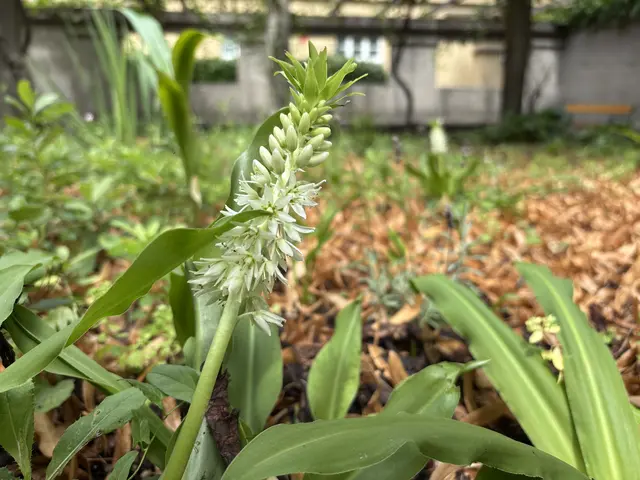 Eine der letzten Pflanzen von Grohser, die ihren Weg an die Erdoberfläche gebahnt hat. | Foto: Michael Marbacher/MeinBezirk