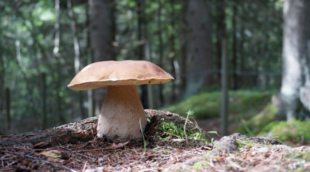 Auf der Suche nach Pilzen verließ die 45-jährige Wienerin den markierten Wanderweg und begab sich in steiles Gelände. | Foto: Pixabay
