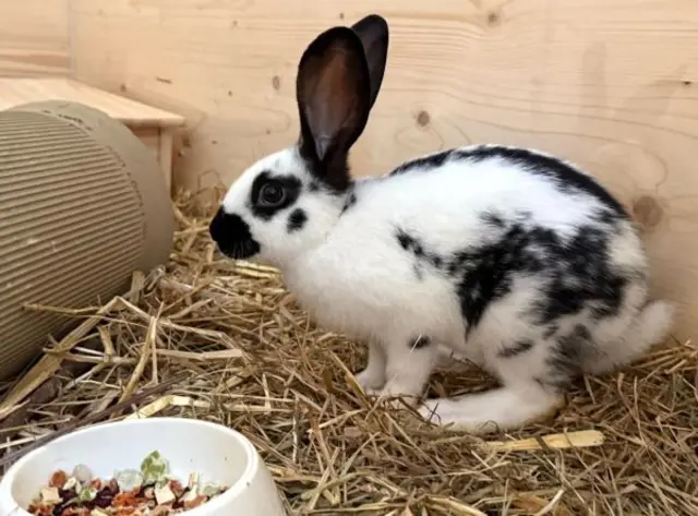 Wer gibt diesen Tierheim-Schützlingen ein neues Zuhause? | Foto: Tierschutzverein St. Pölten / TSV STP