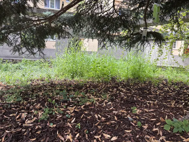 Im Beet wachsen wild herum verschiedene Pflanzen. Erst im Herbst soll hier neugepflanzt werden. | Foto: Michael Marbacher/MeinBezirk